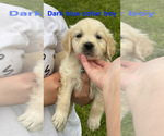 Puppy Dark Blue Boy English Cream Golden Retriever