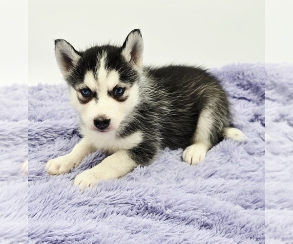Medium Photo #1 Siberian Husky Puppy For Sale in SANDY HOOK, KY, USA