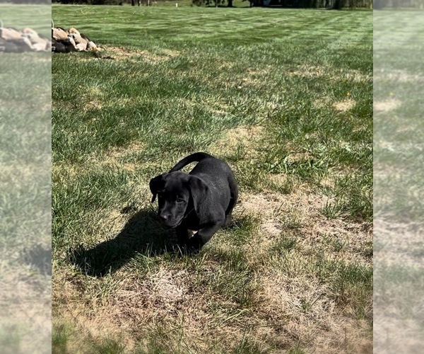 Medium Photo #4 Labrador Retriever Puppy For Sale in FREDERICKSBG, OH, USA