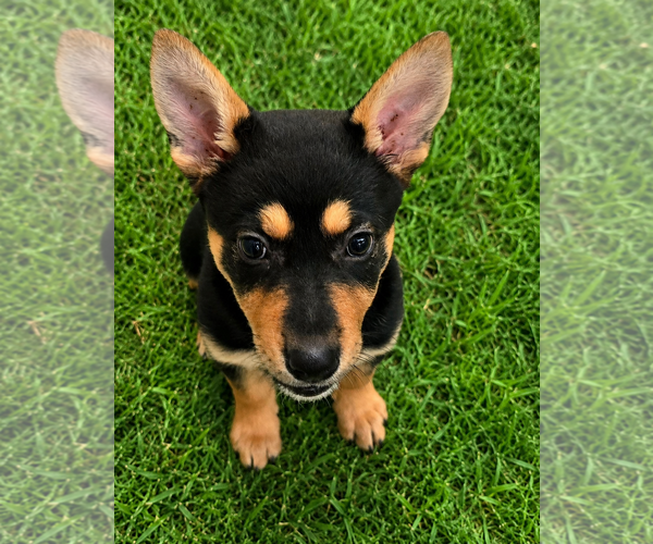 Medium Photo #3 Australian Kelpie-Unknown Mix Puppy For Sale in Euless, TX, USA