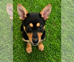Small #2 Australian Kelpie Mix