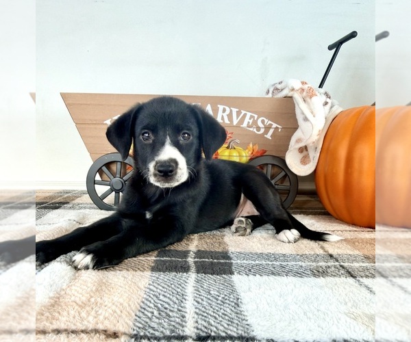 Medium Photo #4 Border Collie Puppy For Sale in GREENFIELD, IN, USA