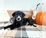Small #3 Border Collie