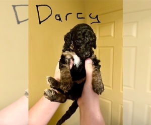 Poodle (Standard) Puppy for sale in SPARTANBURG, SC, USA