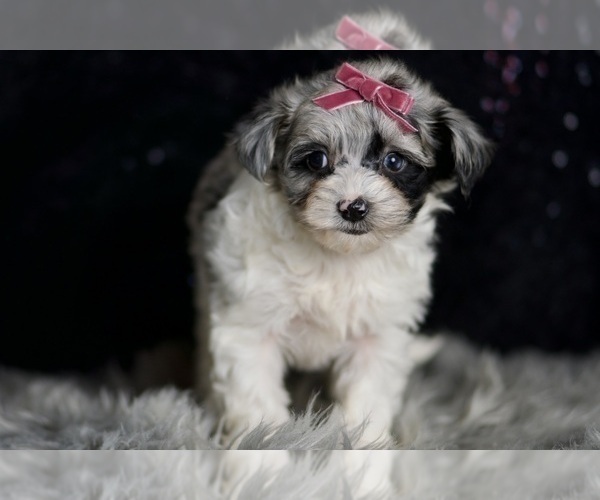Medium Photo #73 Morkie Puppy For Sale in WARSAW, IN, USA