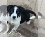 Small #2 Border Collie Mix