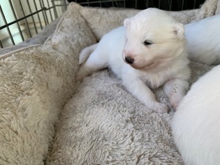 Samoyed Puppy for sale in CANOGA PARK, CA, USA