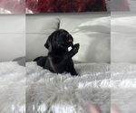 Puppy Puppy 3 Labrador Retriever