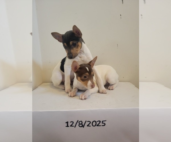 Medium Photo #4 Rat Terrier Puppy For Sale in COLUMBIA, SC, USA