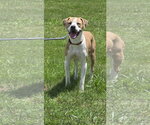 Small #3 Boxer Mix