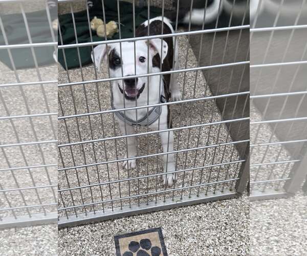 Medium Photo #1 Mutt Puppy For Sale in Martinsburg, WV, USA
