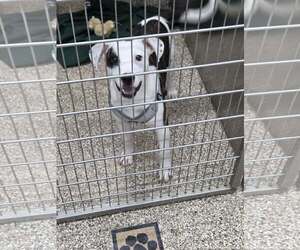Mutt Dogs for adoption in Martinsburg, WV, USA