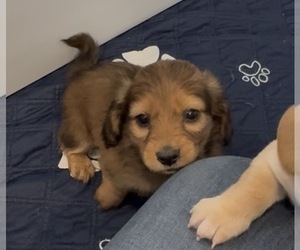 Dachshund Puppy for sale in CHARLOTTESVILLE, VA, USA