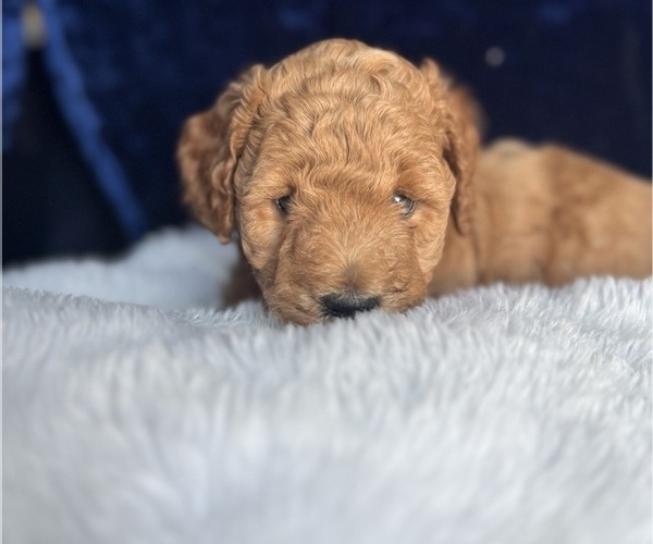 Medium Photo #5 Goldendoodle (Miniature) Puppy For Sale in SAN FERNANDO, CA, USA