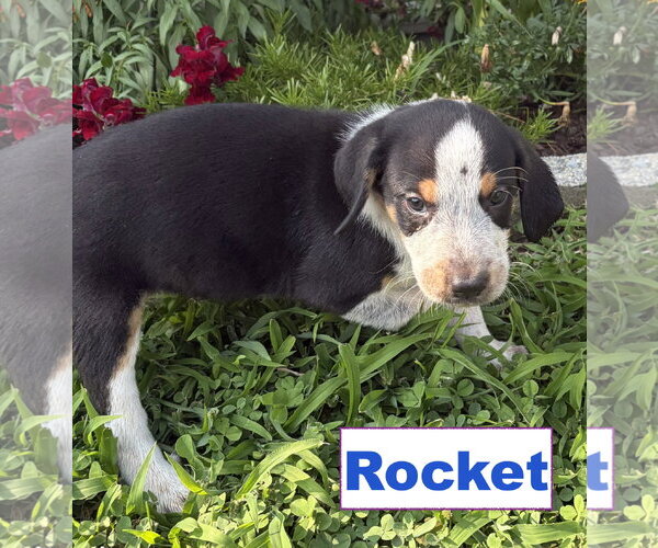 Medium Photo #3 Australian Shepherd-Coonhound Mix Puppy For Sale in Parker Ford, PA, USA
