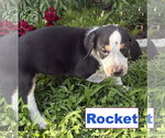 Small #2 Australian Shepherd-Coonhound Mix