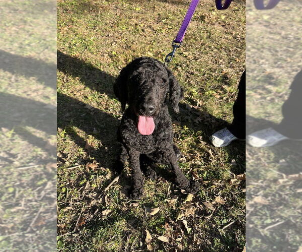 Medium Photo #5 Mutt Puppy For Sale in Shermans Dale, PA, USA