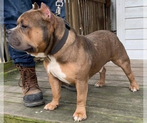Father of the American Bully puppies born on 11/26/2021