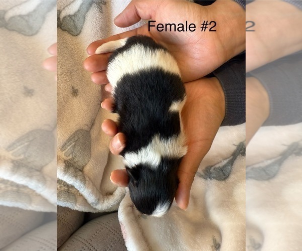 Medium Photo #7 Pomeranian Puppy For Sale in SAN JOSE, CA, USA