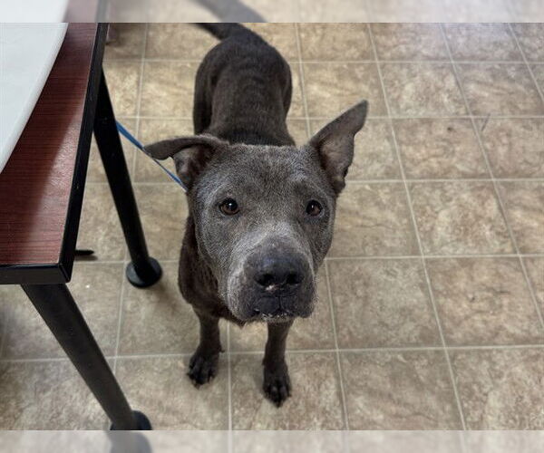 Medium Photo #1 American Staffordshire Terrier-Unknown Mix Puppy For Sale in Raleigh, NC, USA