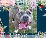 Small #5 American Pit Bull Terrier