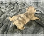 Small #13 French Bulldog