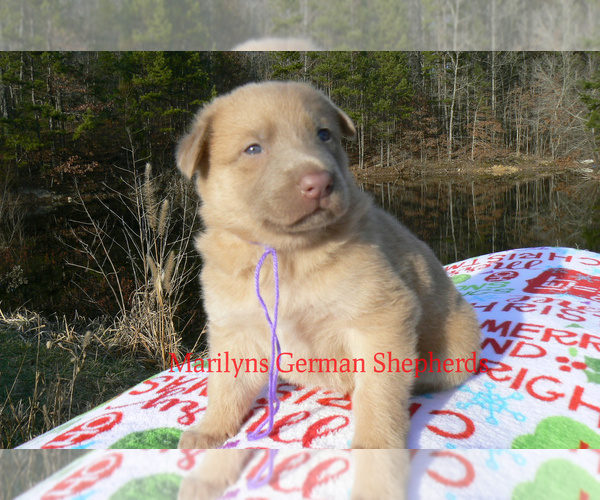 Medium Photo #4 German Shepherd Dog Puppy For Sale in PIEDMONT, MO, USA