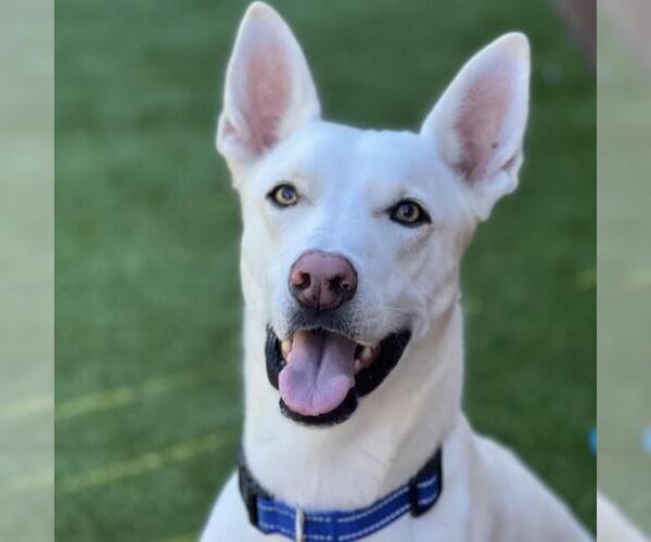 Medium Photo #2 Mutt Puppy For Sale in San Diego, CA, USA