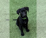 Small Labrador Retriever Mix