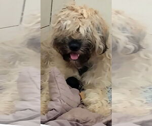 Mutt Dogs for adoption in Amarillo, TX, USA