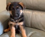 Puppy 4 German Shepherd Dog