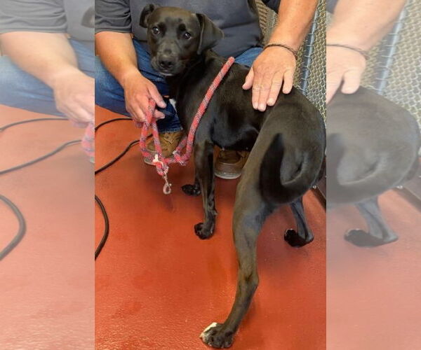 Medium Photo #4 Labrador Retriever-Unknown Mix Puppy For Sale in Westminster, MD, USA