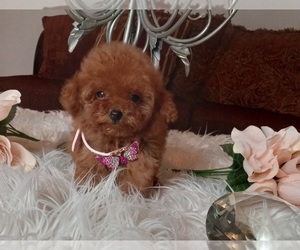Poodle (Toy) Puppy for sale in BEVERLY HILLS, CA, USA
