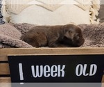 Small Photo #7 Labrador Retriever Puppy For Sale in BONAIRE, GA, USA