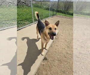 Mutt Dogs for adoption in Maquoketa, IA, USA