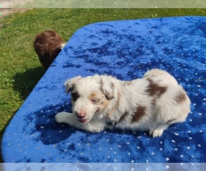 Miniature American Shepherd Puppy for sale in MONTGOMERY CITY, MO, USA