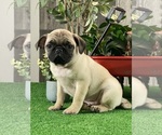 Small #1 Pug