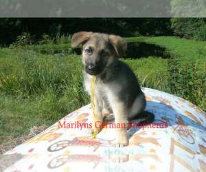 German Shepherd Dog Puppy for Sale in PIEDMONT, Missouri USA