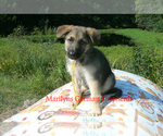 Small German Shepherd Dog