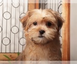Small Photo #3 Shorkie Tzu Puppy For Sale in NAPLES, FL, USA