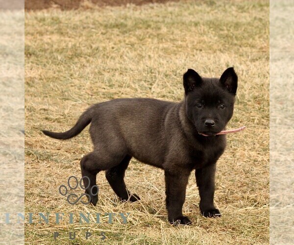 Medium Photo #4 Belgian Malinois Puppy For Sale in STRASBURG, PA, USA