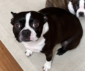 Mother of the Boston Terrier puppies born on 08/17/2025