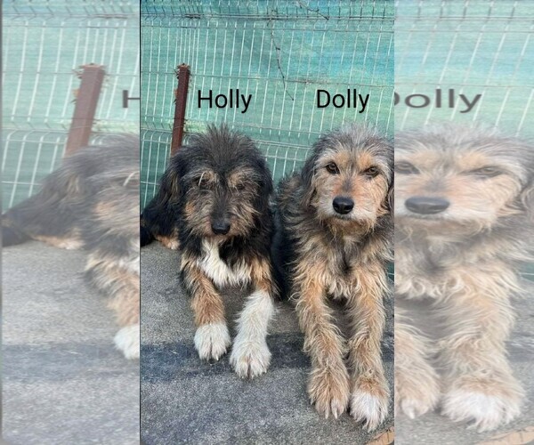Medium Photo #7 Mutt Puppy For Sale in Rockaway, NJ, USA