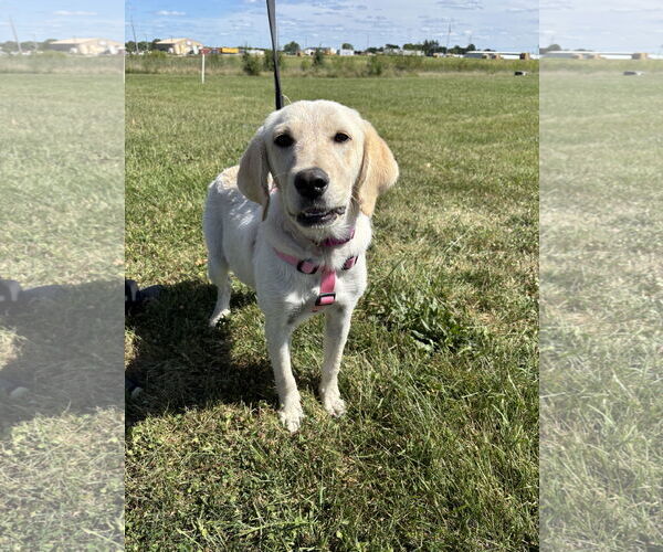 Medium Photo #2 Labrador Retriever-Unknown Mix Puppy For Sale in Macon, MO, USA