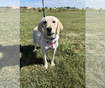 Small #1 Labrador Retriever Mix