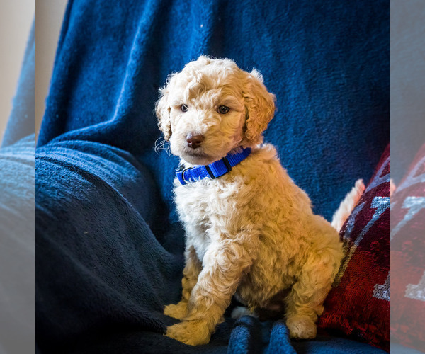 Medium Photo #6 Goldendoodle Puppy For Sale in WAKARUSA, IN, USA