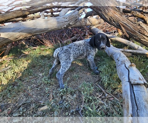 Medium Photo #10 German Shorthaired Pointer Puppy For Sale in EVANSVILLE, WY, USA