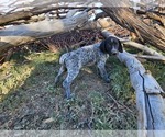 Small Photo #87 German Shorthaired Pointer Puppy For Sale in EVANSVILLE, WY, USA