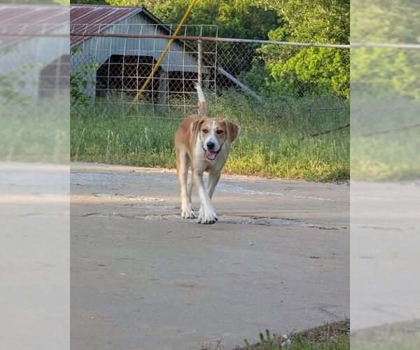 Medium Photo #4 Labrador Retriever-Unknown Mix Puppy For Sale in Alexander, AR, USA