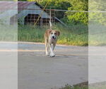 Small #3 Labrador Retriever Mix